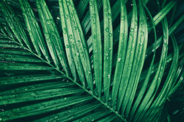 Photo of rain drop on tropical palm leaf, dark green nature background