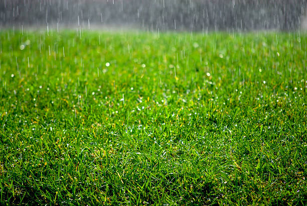 gouttes de pluie sur de l'herbe - pluie jardin photos et images de collection