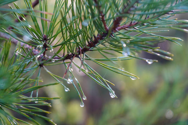 Rain drops on the end of pine needles Rain drops on the end of pine needles evergreen plant stock pictures, royalty-free photos & images