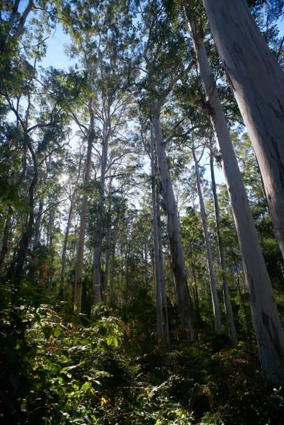 雨林, 桉樹, 蕨類, 藍山, 澳大利亞 - blue monday 個照片及圖片檔