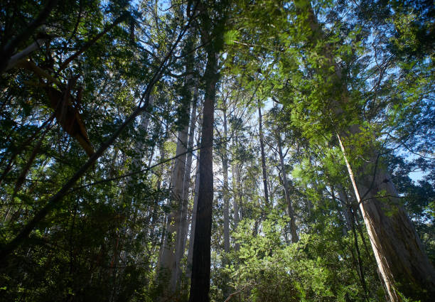 雨林, 桉樹, 蕨類, 藍山, 澳大利亞 - blue monday 個照片及圖片檔