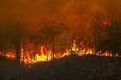 istock Rain forest fire disaster is burning caused by humans 1215072005