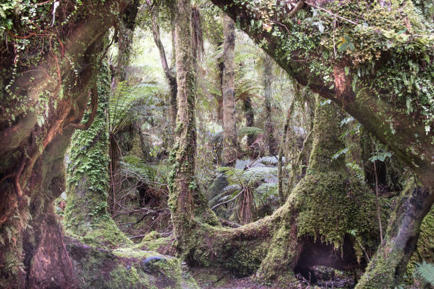 Rain Forest in New Zealand 10 stock photo