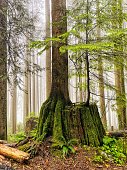 istock Rain in the forest, Vancouver, Canada 1339750987
