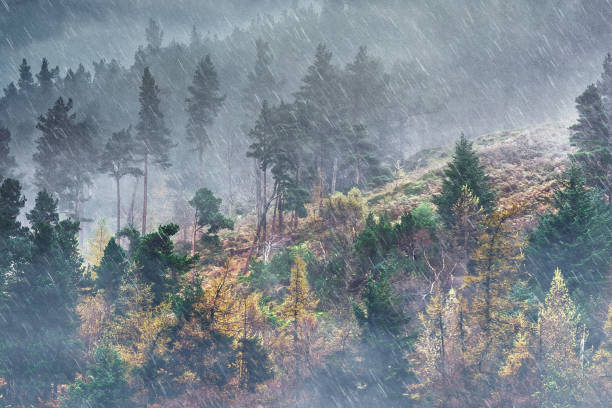Rain in the mountain pine forest stock photo