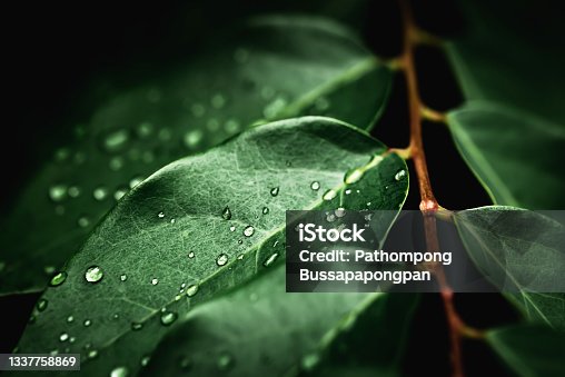 istock Rain water on green leaf macro.Beautiful drops and leaf texture in nature. 1337758869