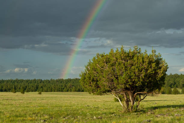 Rainbow and Lone Tree in a Meadow A lone tree grows in the vast meadow above Mormon Lake. The lake is in the Coconino National Forest near Flagstaff, Arizona. jeff goulden rainbow stock pictures, royalty-free photos & images