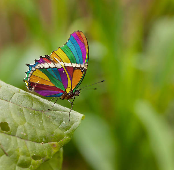 rainbow butterfly photoshoped butterfly butterfly insect stock pictures, royalty-free photos & images