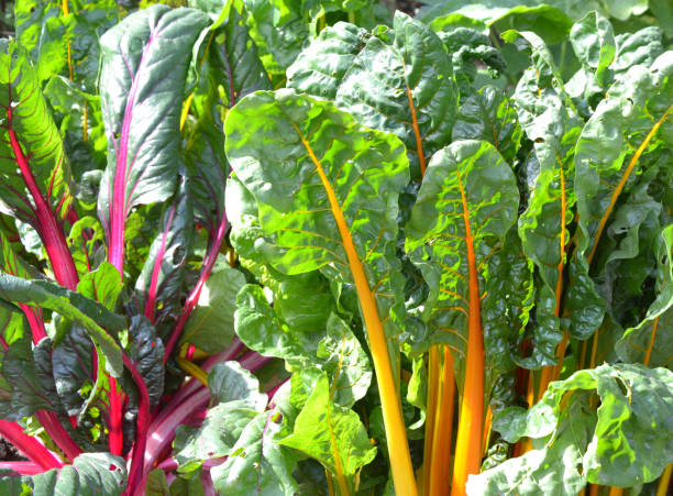 Rainbow Chard Growing in Garden Colorful plants chard stock pictures, royalty-free photos & images