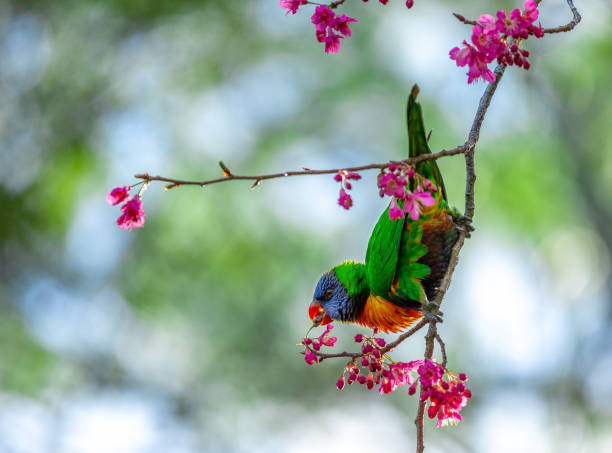 A Rainbow lorikeet enjoys some fruit from a cherry blossom tree in spring. stock photo