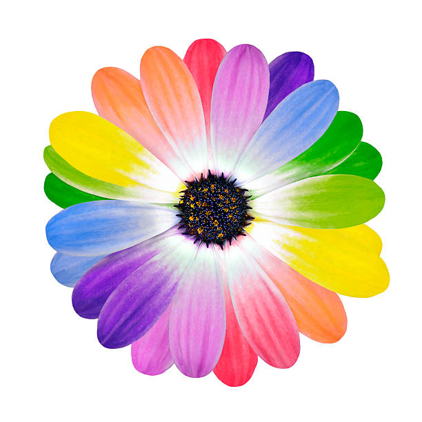 Rainbow Multi Colored Petals of Daisy Flower stock photo