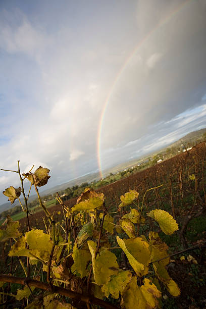 rainbow over vineyard stock photo