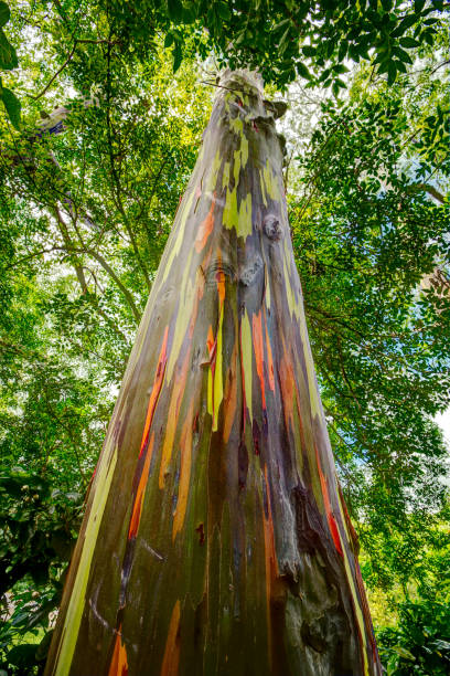 Rainbow Tree Rainbow Tree, Keahua Arboretum, Kauai, Hawaii arboretum stock pictures, royalty-free photos & images