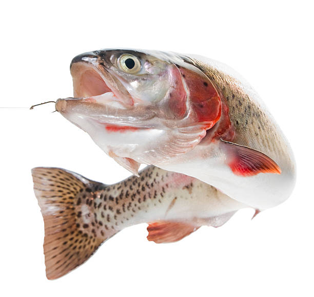 Rainbow trout on a hook stock photo