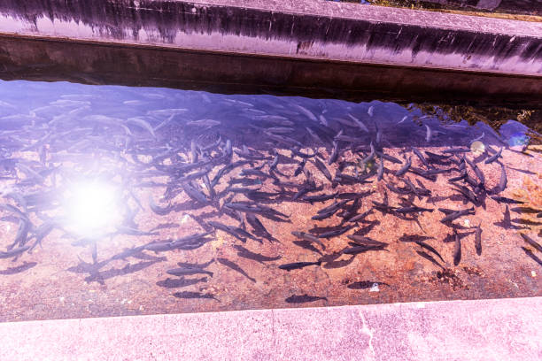 Rainbow Trout Swimming in Fish Hatchery Water Raceway A large group of rainbow trout being raised from fingerlings swimming in a "raceway" at a western New York State fish hatchery. Sunlight reflected on the water on a bright sunny day in July near Rochester, NY. fish hatchery stock pictures, royalty-free photos & images
