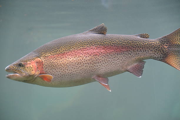 Rainbow Trout Swimming stock photo