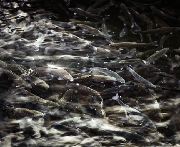 Rainbow Trout waiting just below the water surface Rainbow Trout waiting just below the water surface in Hood River, OR, United States fish hatchery stock pictures, royalty-free photos & images