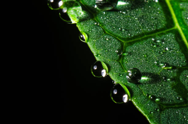 Raindrops on Atlantic Forest Leaf. Black background. Selective focus. stock photo