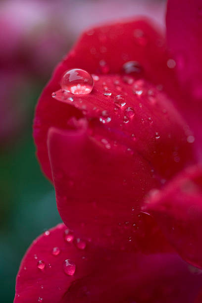 Raindrops on Roses stock photo