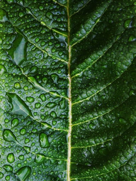 Raindrops on the leaf stock photo