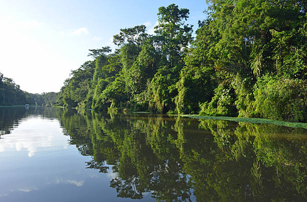 Rainforest, Costa Rica stock photo