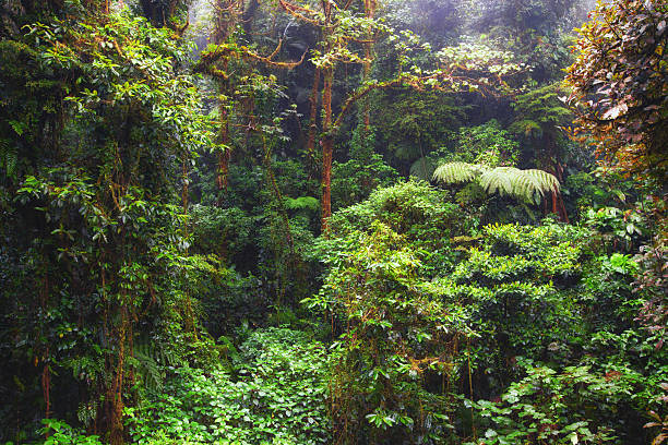 Rainforest in Monteverde, Costa Rica Lush green in a tropical wilderness area of the Central American state Costa RicaFIND MANY OTHER RAINFOREST IMAGES IN: monteverde stock pictures, royalty-free photos & images