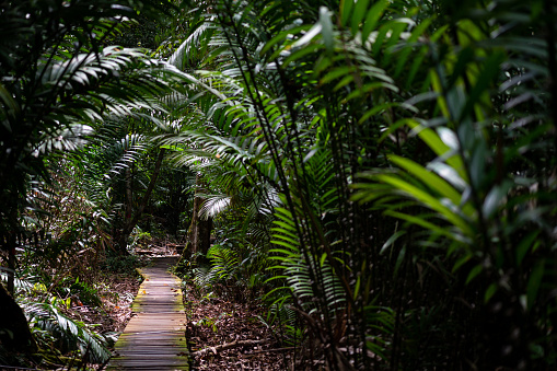 rainforest in Sarawak's national park- mulu
