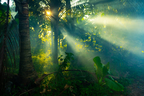Rainforest in Thailand Sunrays through mist in a rainforest in Thailand. tropical rainforest stock pictures, royalty-free photos & images