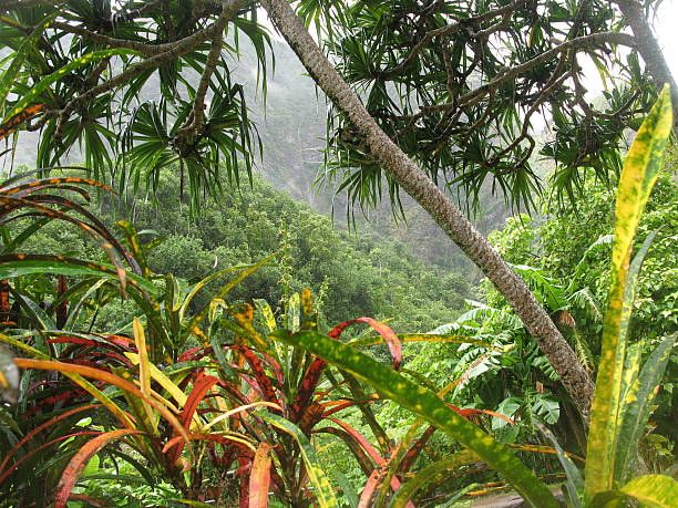 Rainforest Landscape: Iao Valley, Maui, Hawaii stock photo