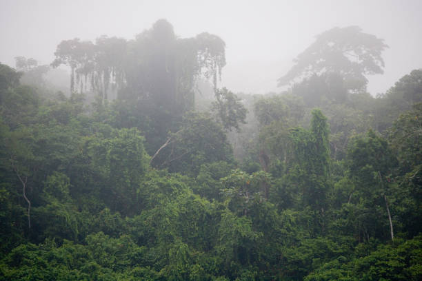 Rainforest near the Pastasa River in the South East region of Ecuador, South America stock photo