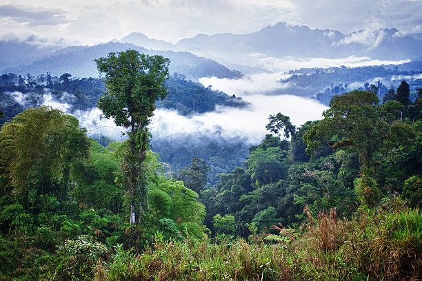 Rainforest Cloudforest in Ecuador ecuador stock pictures, royalty-free photos & images
