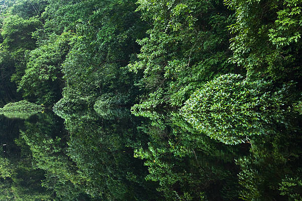 rainforest river with reflections in the water gabon africa - gabon stockfoto's en -beelden