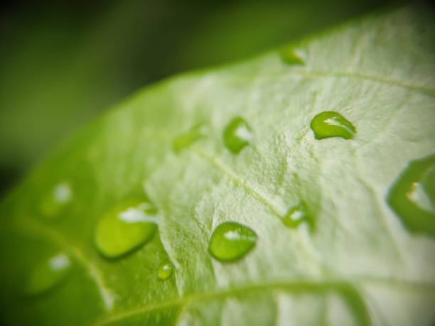 Rainwater drops on the leaf stock photo