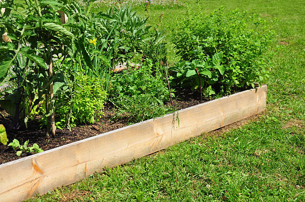 Raised bed with herbs stock photo