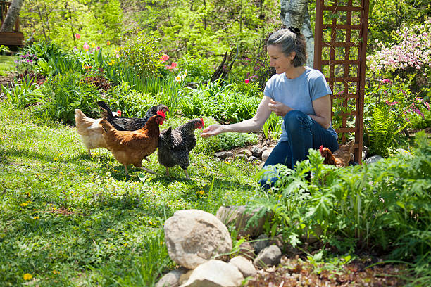 Raising free-range chickens stock photo