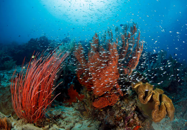 Raja Ampat Coral Reef stock photo
