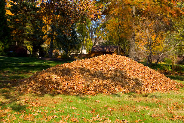 Raking Leaves Large Leaf Pile stock photo