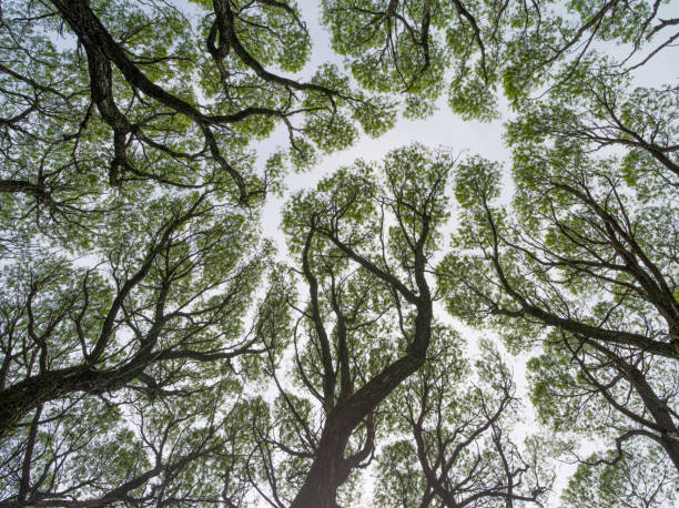 Rakita White Ракита белая - деревья из семейств ивовых весной organic shapes stock pictures, royalty-free photos & images