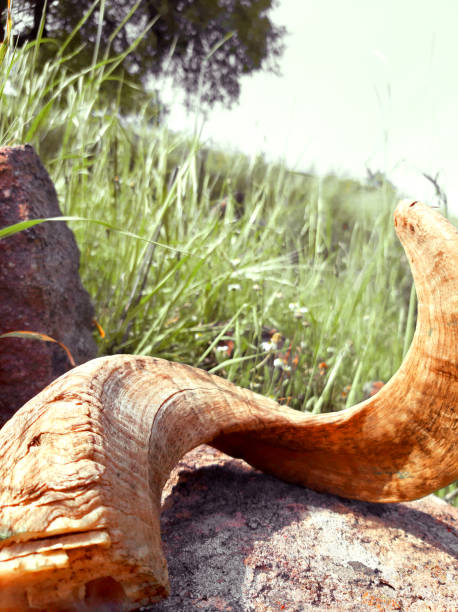 Ram Animal Horn Part On a Rock Ram Animal Horn On a Rock, Rural scene eid al adha stock pictures, royalty-free photos & images