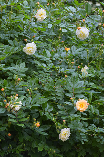 Repeat Flowering Fragrant Musk Peachy Yellow Blooms in Plentiful Clusters Bareroot Repeat Rambling Garden Rose GHISLAINE DE FELIGONDE