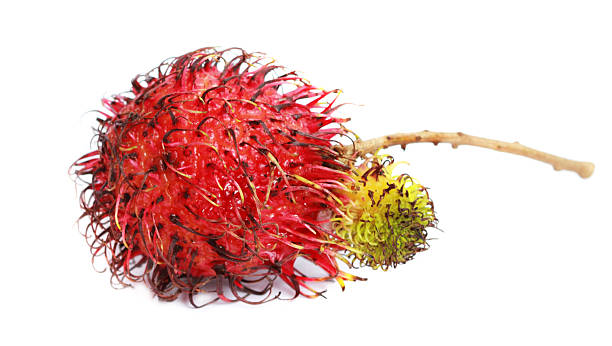 Rambutan, dragon eye - tropical fruit stock photo