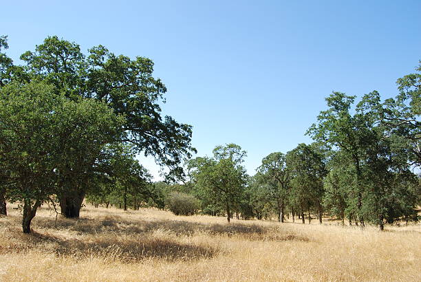 Ranch landscape stock photo
