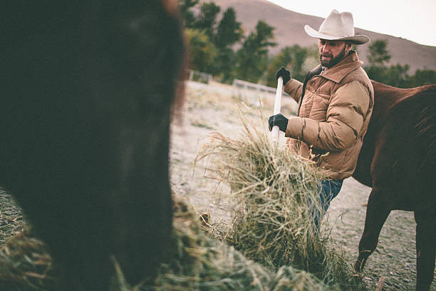 Rancher shovels hay to feed horses in western pasture stock photo