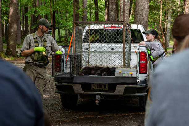 Rangers Discuss Recently Trapped Bear Cub In Cataloochee stock photo
