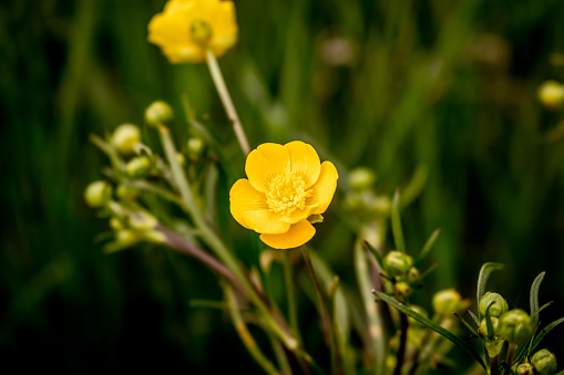 Ranunculus bulbosus, commonly known as bulbous buttercup or St. Anthony's turnip