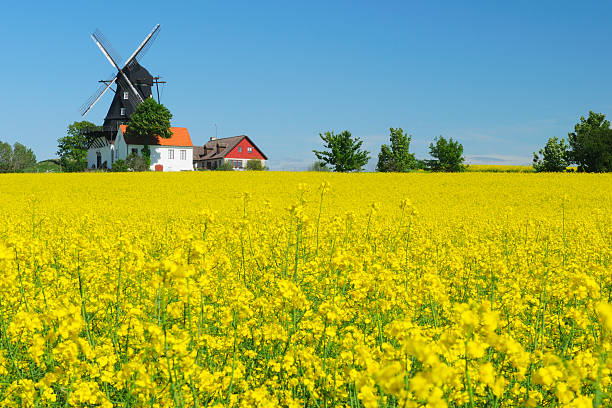 rapeseed field and windmill - sweden summer bildbanksfoton och bilder