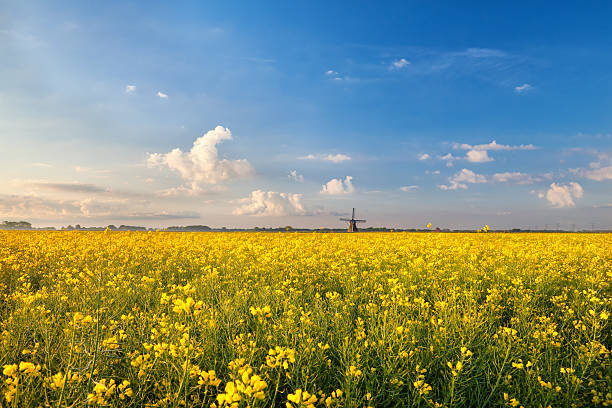 rapeseed flowers field and windmill rapeseed flowers field and windmill over blue sky groningen city stock pictures, royalty-free photos & images