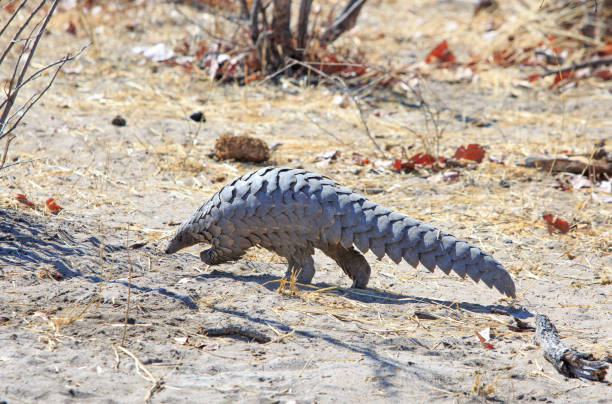 A rare African Pangolin walking in the wild in Hwange National Park A very rare sighting of a wild African pangolin walking through the bush.  These are on the UNESCO threatened Red list and are critically endangered due to poaching.  The scales are a delicacy in China. Hwange National Park, Zimbabwe pangolin stock pictures, royalty-free photos & images