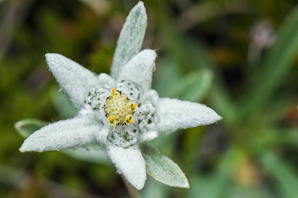 rari stella alpina (leontopodium alpinum fiore close-up) - jacobs foto e immagini stock