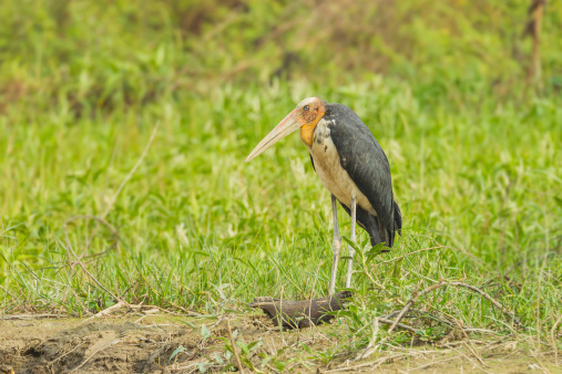Rare Female Lesser Adjutant Stork Stock Photo Download Rare Female Lesser Adjutant Stork Stock Photo Download